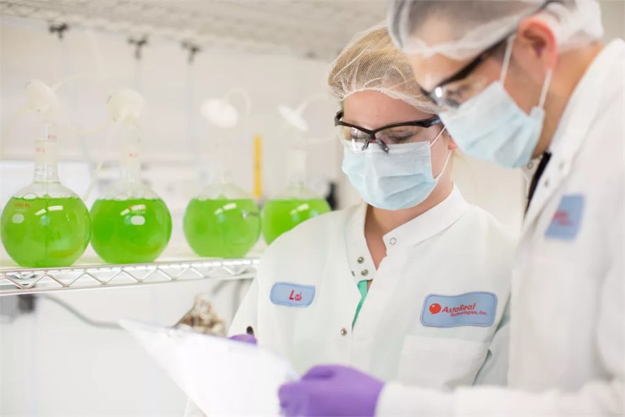 AstaReal laboratory staff inspecting flasks of green Haematococcus pluvialis culture